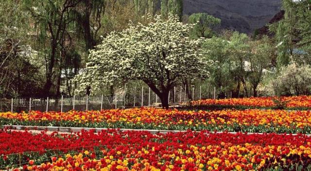 Gachsar Tulips Garden